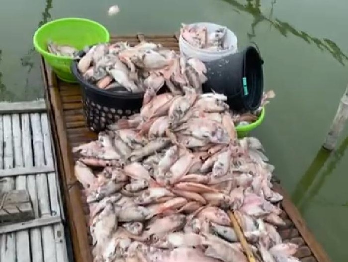 Ikan nila yang mati di Rawa Jombor, Kecamatan Bayat, Klaten. Foto diunggah pada Kamis (28/12/2023).