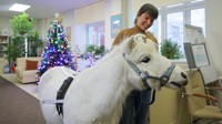 Terapi kuda poni dilakukan oleh sukarelawan Anastasia Kozyr bersama kudanya Dietrich dari unit pusat perawatan paliatif multi-profil di RS Savyolovsky.  