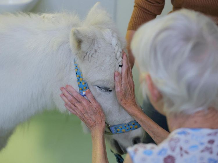 Kuda Poni Jadi Terapi untuk Pasien Paliatif di Moskow