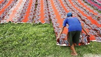 Kain yang dijemur itu sepanjang sekitar 30 meter.