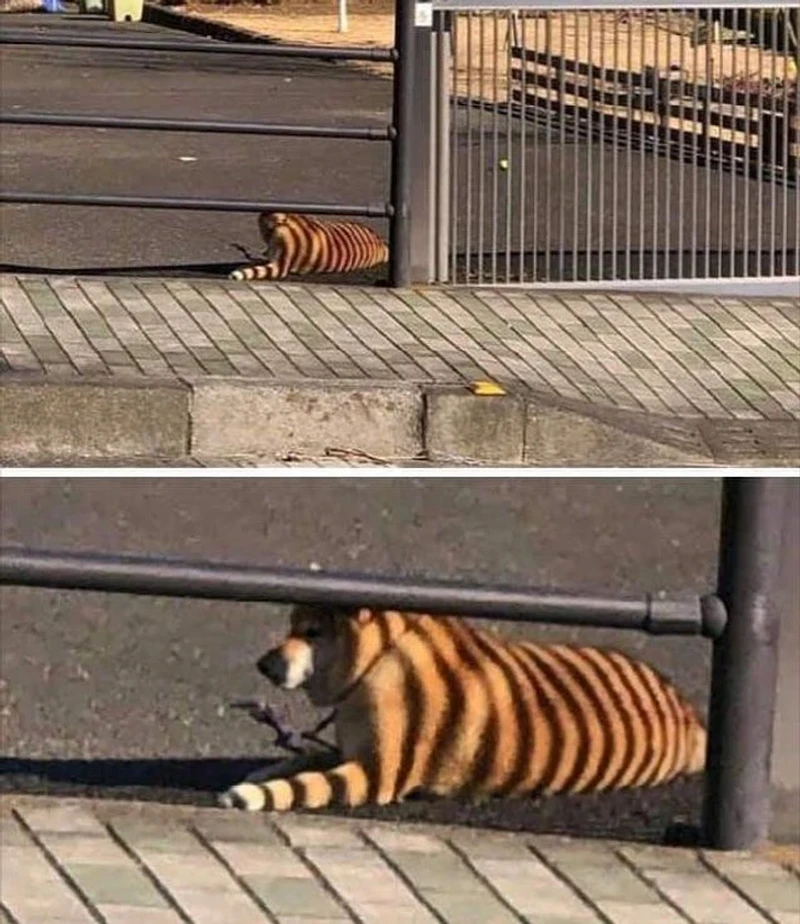 Momen Tak Terduga Bikin Geleng-geleng