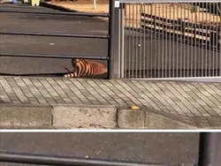 Deretan Momen Tak Terduga Bikin Geleng-geleng