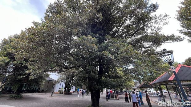 Pohon Sawo Kecik di Keraton Jogja. Foto diambil Rabu (20/12/2023). Foto: Anandio Januari/detikJogja