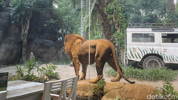 Tsavo Lion Restaurant di Taman Safari Bali