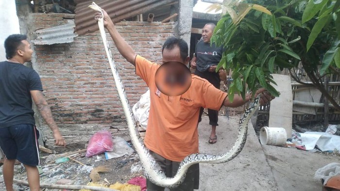 Ular piton sepanjang 2,5 meter ditangkap usai memangsa ayam milik warga di Kampung Mipitan, Mojosongo, Kota Solo, Kamis (28/12/2023).