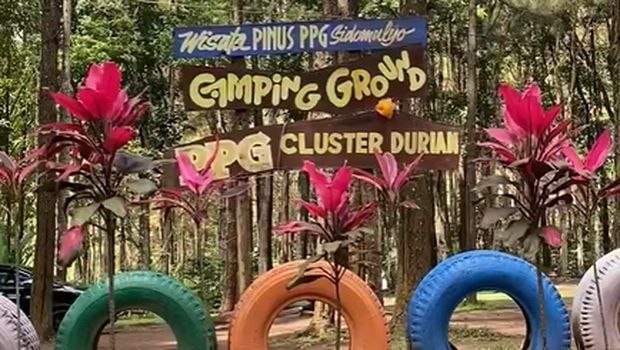 Wisata Pinus Sidomulyo Jember.