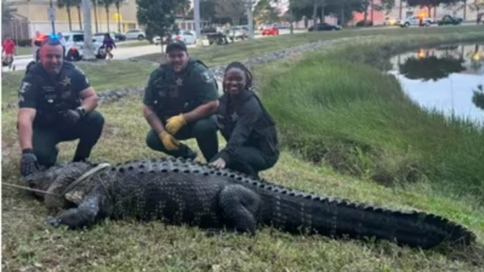Aligator
