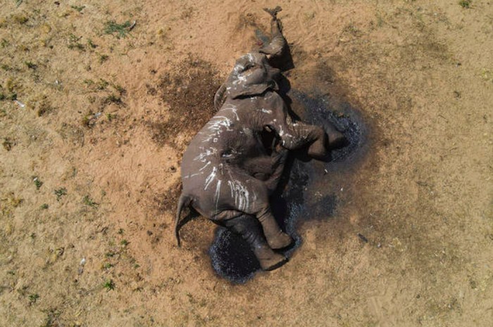 Gajah Zimbabwe mati akibat kekeringan