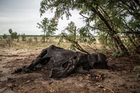 Gajah Zimbabwe mati massal