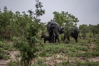 Gajah Zimbabwe mati massal