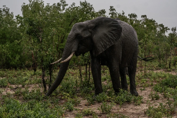 Gajah Zimbabwe mati massal