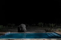 Gajah Zimbabwe mati massal