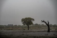Gajah Zimbabwe mati massal