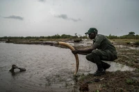 Gajah Zimbabwe mati massal