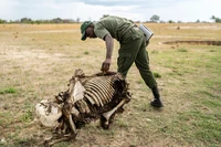 Gajah Zimbabwe mati massal