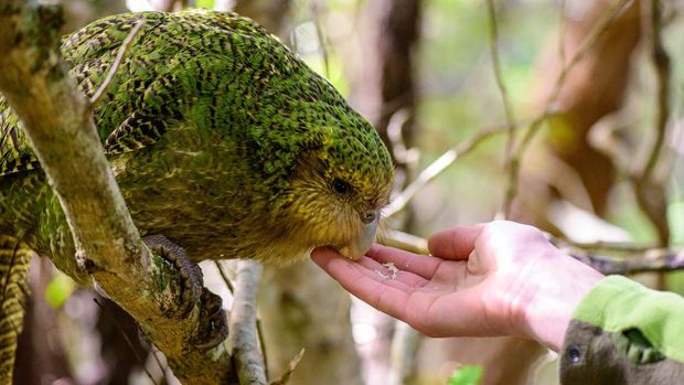 Atatū, burung kākāpō (Strigops habroptilus) makan kacang usai pemeriksaan kesehatan dan perubahan transmitter change di Whenua Hou, Selandia Baru.