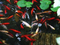 Mau Bikin Kolam Ikan Koi? Segini Biaya yang Harus Disiapkan