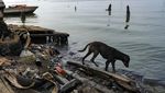 Kondisi Danau Terbesar di Amerika Latin yang Tercemar Minyak