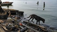 Danau yang tecemar mengakibatkan warga di sekitar danau kekurangan air bersih hingga sulitnya mendapatkan ikan bagi para nelayan. (AP Photo/Matias Delacroix)    