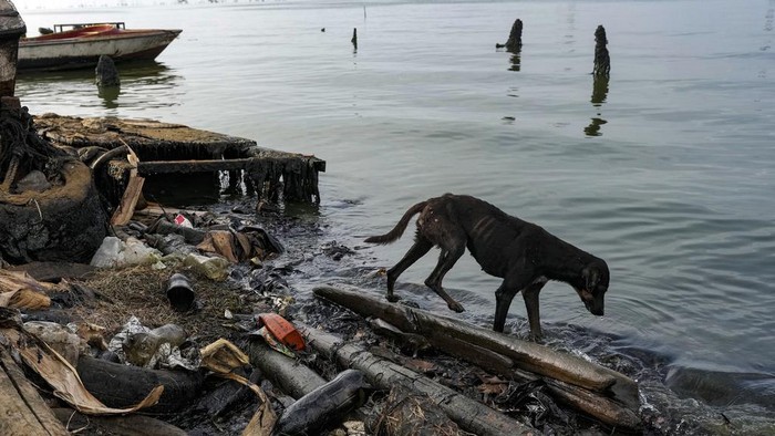 Kondisi Danau Terbesar di Amerika Latin yang Tercemar Minyak Oil floats on Lake Maracaibo behind a crab fisherman navigating near the La Salina crude oil shipping terminal in Cabimas, Zulia state, Venezuela, Thursday, Dec. 28, 2023. (AP Photo/Matias Delacroix)