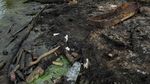 Kondisi Danau Terbesar di Amerika Latin yang Tercemar Minyak