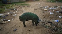 Polusi di sekitar danau ini adalah hasil dari eksploitasi minyak yang berlebihan selama beberapa dekade. (AP Photo/Ariana Cubillos)   