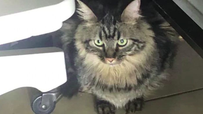 Ovie, kucing yang diselundupkan di kapal pesiar
