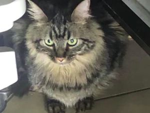 Meong! Diselundupkan di Kapal Pesiar, Kucing Hampir Disuntik Mati