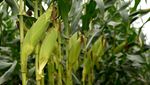 Petani Jagung Manis Siap Penuhi Kebutuhan Malam Pergantian Tahun