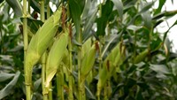 Dan yang lebih menariknya lagi, petani juga dapat memanen jagung ini pada umur 67 hari setelah tanam (HST), jauh lebih cepat dari rata-rata varietas lainnya yang dipanen di umur 73 HST.