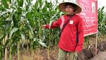 Petani Jagung Manis Siap Penuhi Kebutuhan Malam Pergantian Tahun
