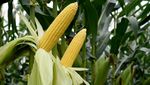 Petani Jagung Manis Siap Penuhi Kebutuhan Malam Pergantian Tahun