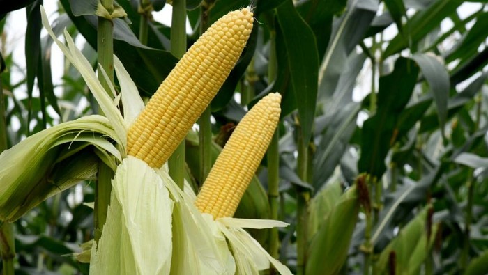 Petani Jagung Manis Siap Penuhi Kebutuhan Pesta Pergantian Tahun Petani beraktivitas di lahan jagung manis NB Super F1 yang memiliki potensi hasil sangat tinggi hingga 22 ton per hektar, di Brebes, Jawa Tengah, Jumat (29/12/2023).