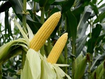 Umur Jagung Manis Siap Panen Berapa Bulan? Ini Cara Budidaya agar Cepat Berbuah