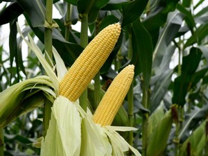 Umur Jagung Manis Siap Panen Berapa Bulan? Ini Cara Budidaya agar Cepat Berbuah