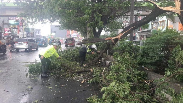 Sebuah pohon di median Jalan Margonda Raya, Depok, tumbang dan menutup satu ruas jalan. Lalu lintas terpantau tersendat di sekitar lokasi. (IG @lantasrestrodepok)