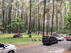 Wisatawan Turun di Area Terlarang, Taman Safari Prigen Lakukan Penyelidikan