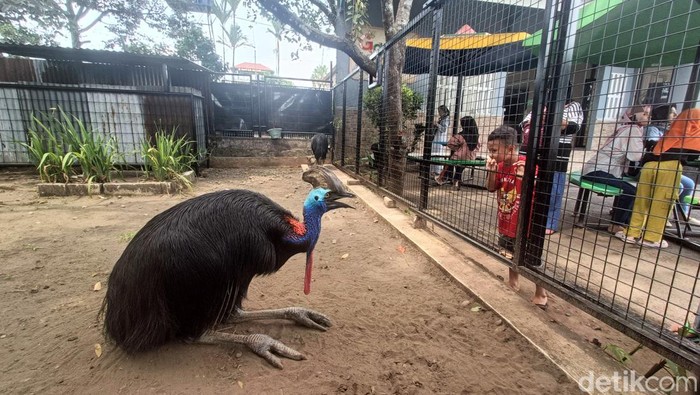 Pengunjung mengamati koleksi ikan yang ada di tempat Wisata Edukasi Purbasari Pancuranmas, Kabupaten Purbalingga, Jumat (29/12/2023).