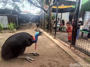 Wisata Edukasi Purbasari Purbalingga, Ada Koleksi Ikan Arapaima Jumbo