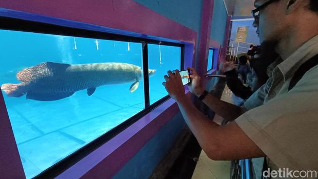 Pengunjung mengamati koleksi ikan yang ada di tempat Wisata Edukasi Purbasari Pancuranmas, Kabupaten Purbalingga, Jumat (29/12/2023).