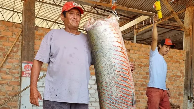Arapaima