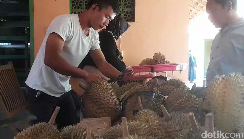 Durian Sitokong di Kebun Durian Antap Sari, Desa Rajawetan, Kecamatan Tonjong, Kabupaten Brebes, Sabtu (30/12/2023).