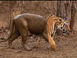 Awas! Foto Ini Bisa Kecoh Mata Meski Tanpa Editan Photoshop