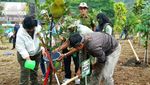 KLHK Tanam Pohon Serentak di 38 Provinsi Indonesia