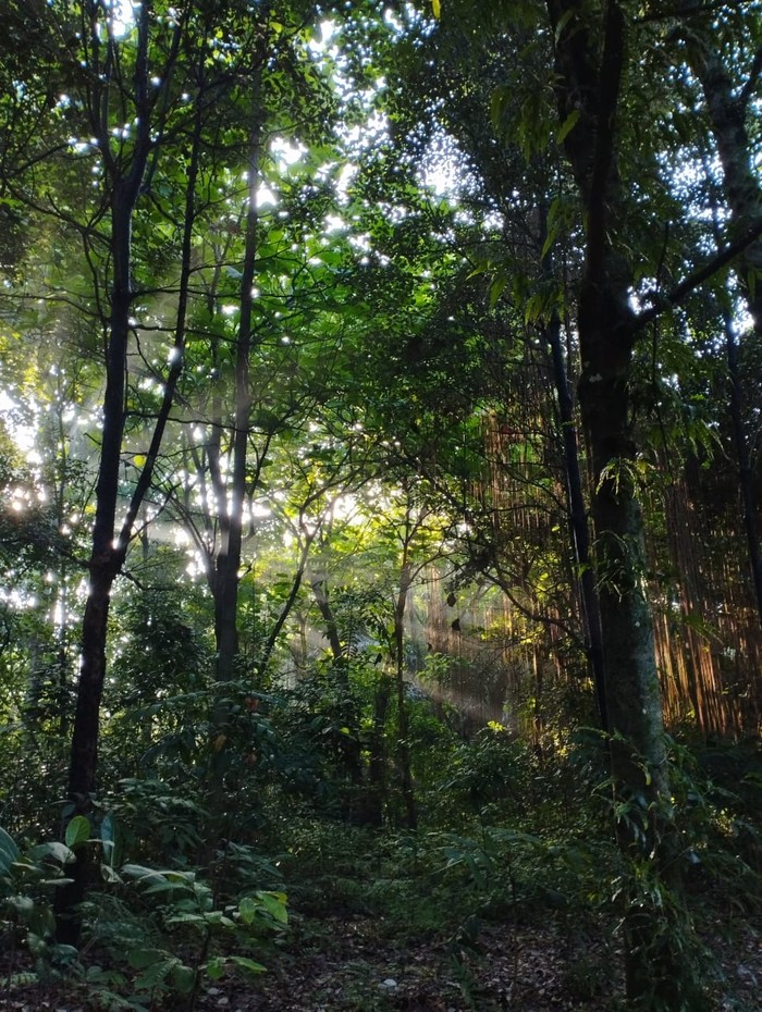 Hutan UI Hutan UI