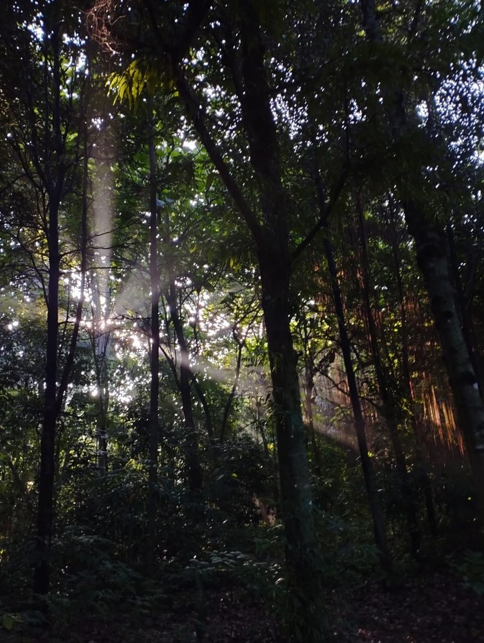 Hutan UI Hutan UI