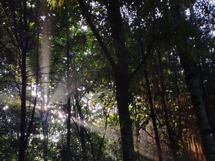 Magis! Pagi Terakhir Tahun 2023 di Hutan Kota UI
