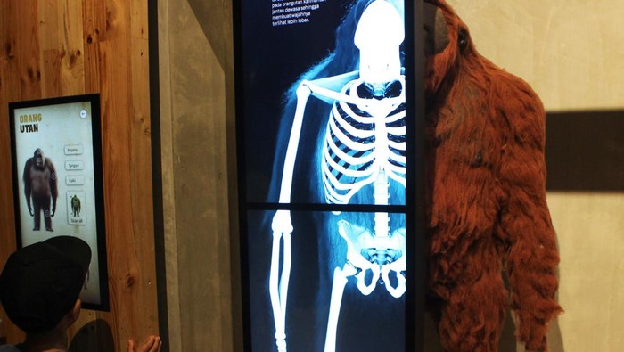 Seorang anak melihat informasi mengenai berbagai satwa di Animalium BRIN, Cibinong, Jawa Barat, Sabtu (30/12/2023). Animalium BRIN mengusung konsep edukasi dan wisata yang menghadirkan ratusan satwa liar mulai dari jenis burung, ikan, serangga, mamalia, hingga reptil di atas lahan seluas 1,5 hektar. ANTARA FOTO/Rina Nur Anggraini/wpa/Spt.