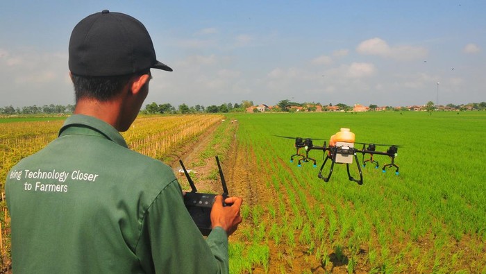 Petugas mengoperasikan pesawat drone menyemprotkan pestisida di lahan pertanian Desa Karangrowo, Undaan, Kudus, Jawa Tengah, Sabtu (30/12/2023). Sebagian petani setempat memilih menggunakan penyemprotan pestisida dengan teknologi drone karena dinilai lebih efektif dan efisien bila dibandingkan dengan cara konvensional karena hanya memakan waktu rata-rata 15-20 menit di lahan satu hektare dengan tarif Rp250 ribu per hektarnya. ANTARA FOTO/Yusuf Nugroho/nz