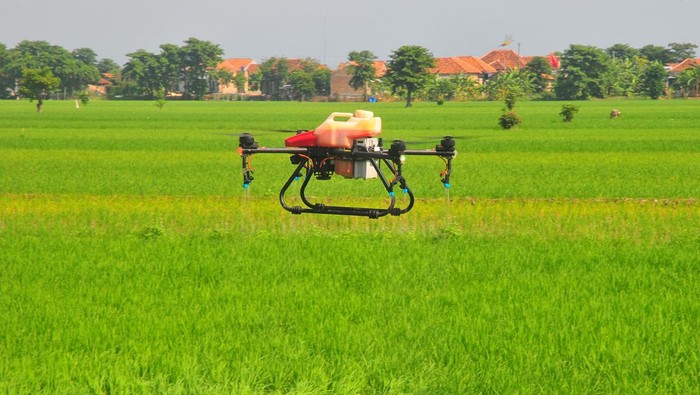 Petugas mengoperasikan pesawat drone menyemprotkan pestisida di lahan pertanian Desa Karangrowo, Undaan, Kudus, Jawa Tengah, Sabtu (30/12/2023). Sebagian petani setempat memilih menggunakan penyemprotan pestisida dengan teknologi drone karena dinilai lebih efektif dan efisien bila dibandingkan dengan cara konvensional karena hanya memakan waktu rata-rata 15-20 menit di lahan satu hektare dengan tarif Rp250 ribu per hektarnya. ANTARA FOTO/Yusuf Nugroho/nz